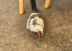 Columba livia domestica