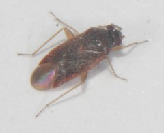 Phylinae