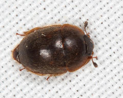 Amphicrossus ciliatus
