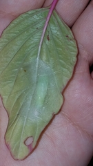 Plusiinae