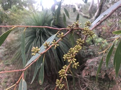 Eucalyptus falciformis