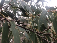 Eucalyptus falciformis