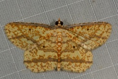 Synegia eumeleata