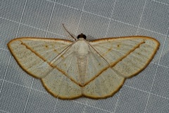 Lomographa luciferata