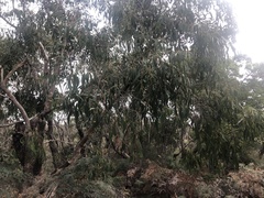 Eucalyptus falciformis