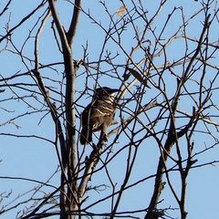 Pomatostomus ruficeps
