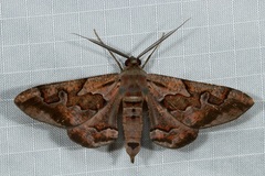 Hypochrosis binexata