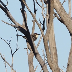 Pomatostomus ruficeps