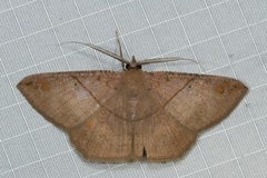 Petelia medardaria