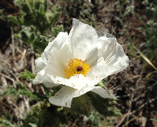 Argemone pleiacantha ssp. pinnatisecta