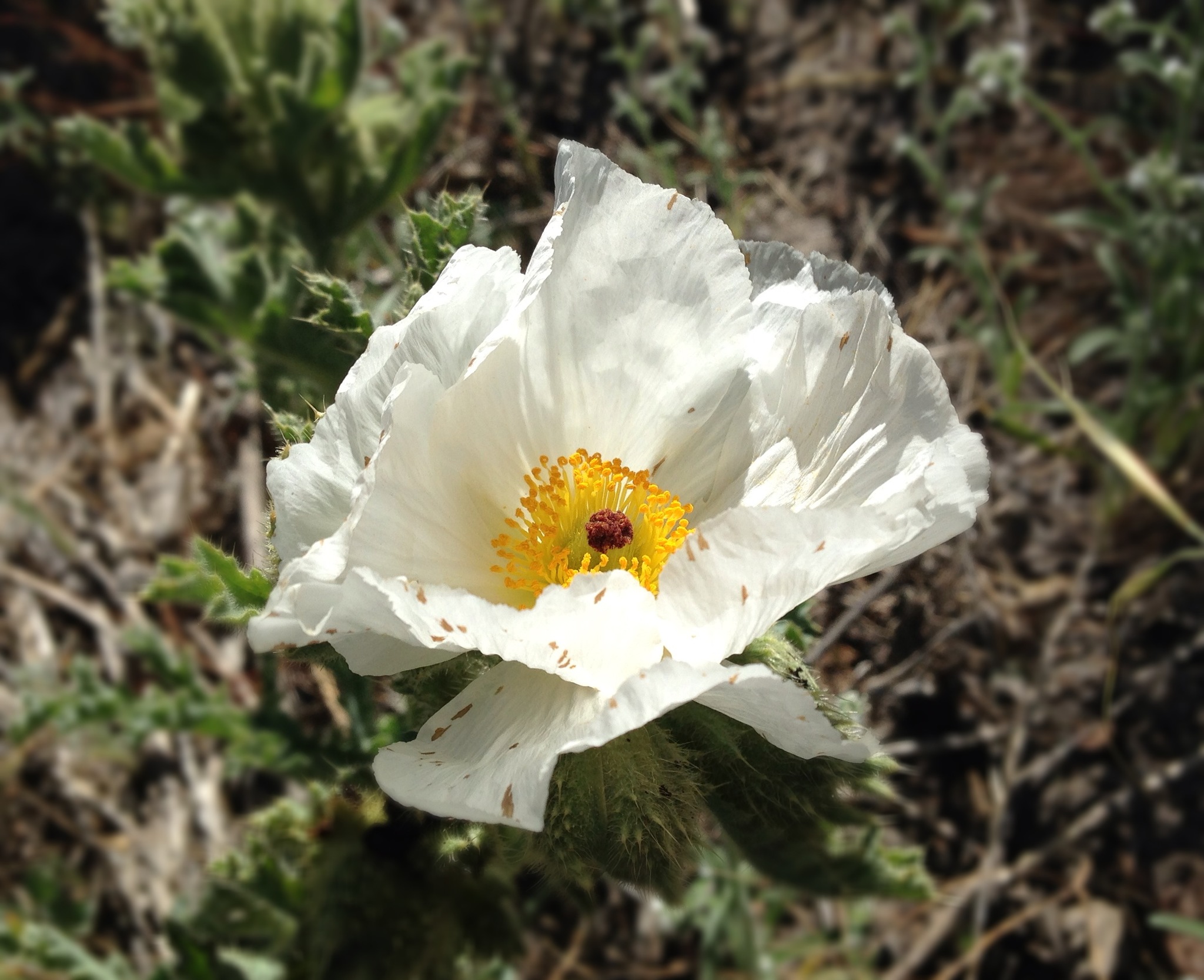 Argemone pleiacantha ssp. pinnatisecta