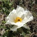 Sacramento Prickly Poppy - Photo Pacific Southwest Region USFWS, no known copyright restrictions (public domain)