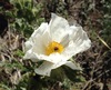 Sacramento Prickly Poppy - Photo Pacific Southwest Region USFWS, no known copyright restrictions (public domain)