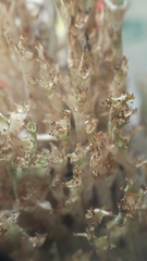 Cladonia crispata