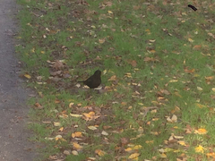 Turdus merula