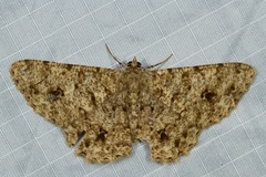 Racotis