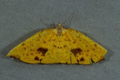 Corymica fulvimaculata