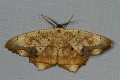 Chorodna pallidularia