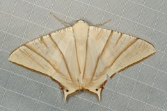 Ourapteryx picticaudata