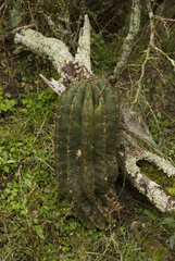 Echinopsis rhodotricha