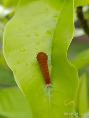 Graphium doson postianus