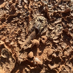 Triops australiensis