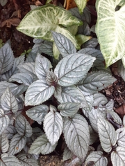 Hemigraphis alternata