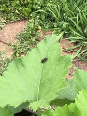 Eichlinia cucurbitae