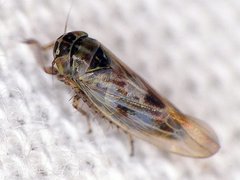 Macrosteles slossoni