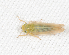 Cicadula
