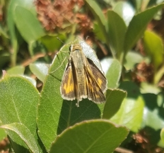 Hylephila phyleus