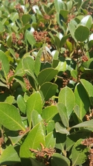 Hylephila phyleus