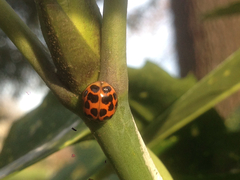 Harmonia axyridis