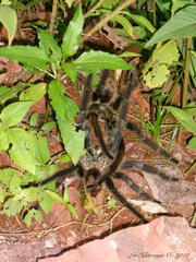 Grammostola