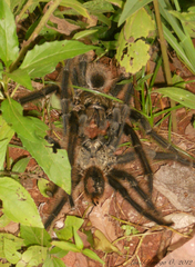 Grammostola