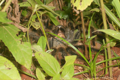 Grammostola