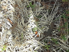 Leiocephalus carinatus