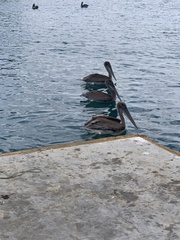 Pelecanus occidentalis