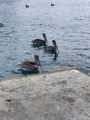 Pelecanus occidentalis