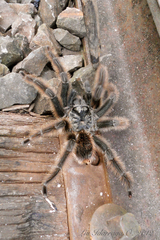 Grammostola