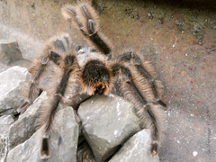 Grammostola