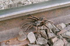 Grammostola