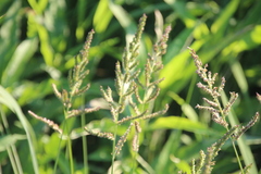 Echinochloa muricata microstachya