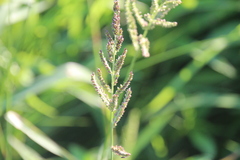 Echinochloa muricata microstachya