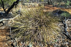 Lomandra leucocephala