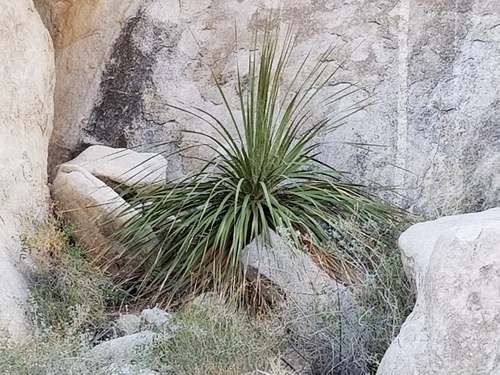 Nolina bigelovii