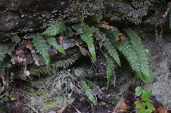 Blechnum mochaenum