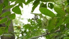 Dichorragia nesimachus