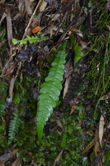Blechnum mochaenum
