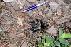 Grammostola